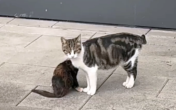 小猫因意外双腿瘫痪,猫妈妈不离不弃,有妈妈在它就不是流浪猫(图1)