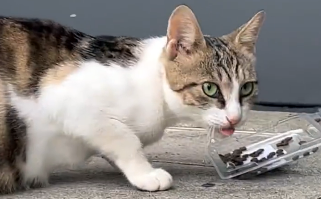 小猫因意外双腿瘫痪,猫妈妈不离不弃,有妈妈在它就不是流浪猫(图2)