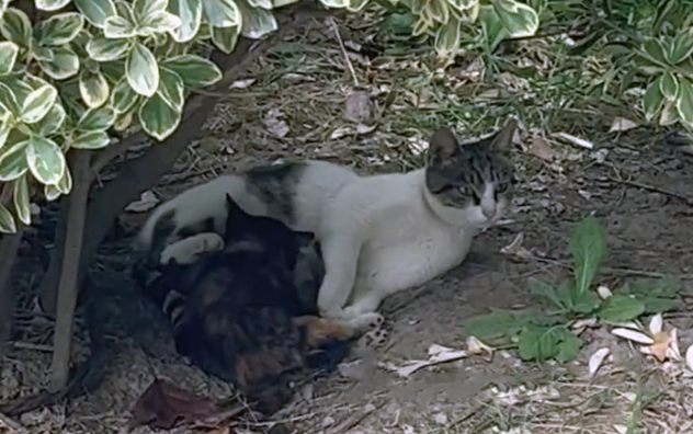 小猫因意外双腿瘫痪,猫妈妈不离不弃,有妈妈在它就不是流浪猫(图3)