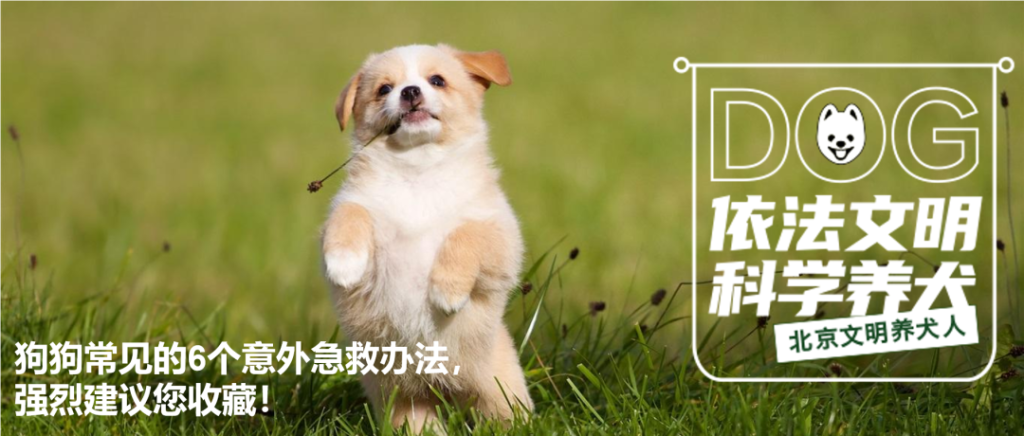 狗狗受伤,养犬人手忙脚乱?狗狗6个意外急救办法GET!(图1)