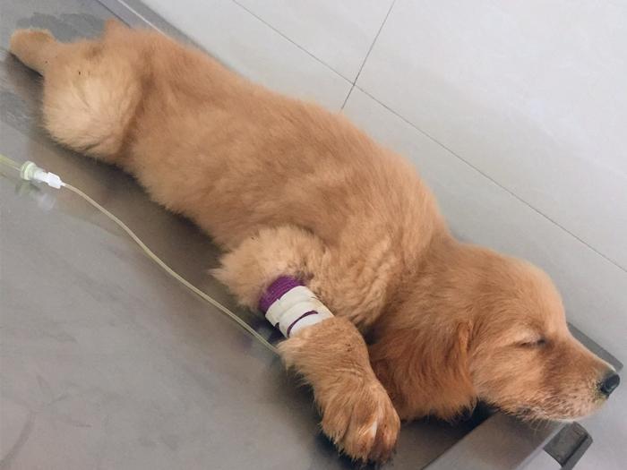 狗狗出现贫血就要大量补充铁元素吗?狗狗贫血,大量补铁并非万能药(图1)