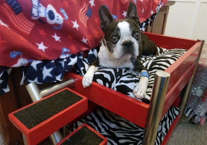 狗狗出现贫血就要大量补充铁元素吗?狗狗贫血,大量补铁并非万能药(图2)