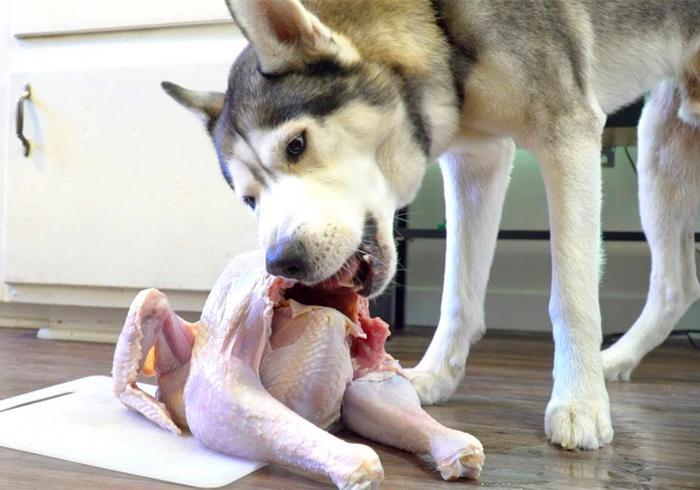 狗狗出现贫血就要大量补充铁元素吗?狗狗贫血,大量补铁并非万能药(图3)