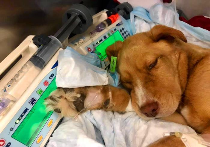 狗狗出现贫血就要大量补充铁元素吗?狗狗贫血,大量补铁并非万能药(图7)