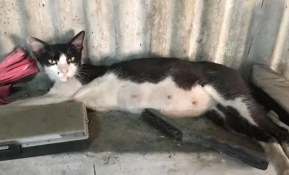 阿嫲怕猫毛积肺里,制止网友和猫咪睡!(图1)