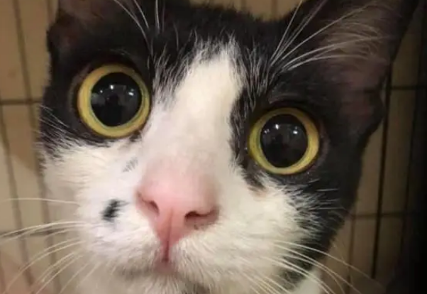 阿嫲怕猫毛积肺里,制止网友和猫咪睡!(图2)