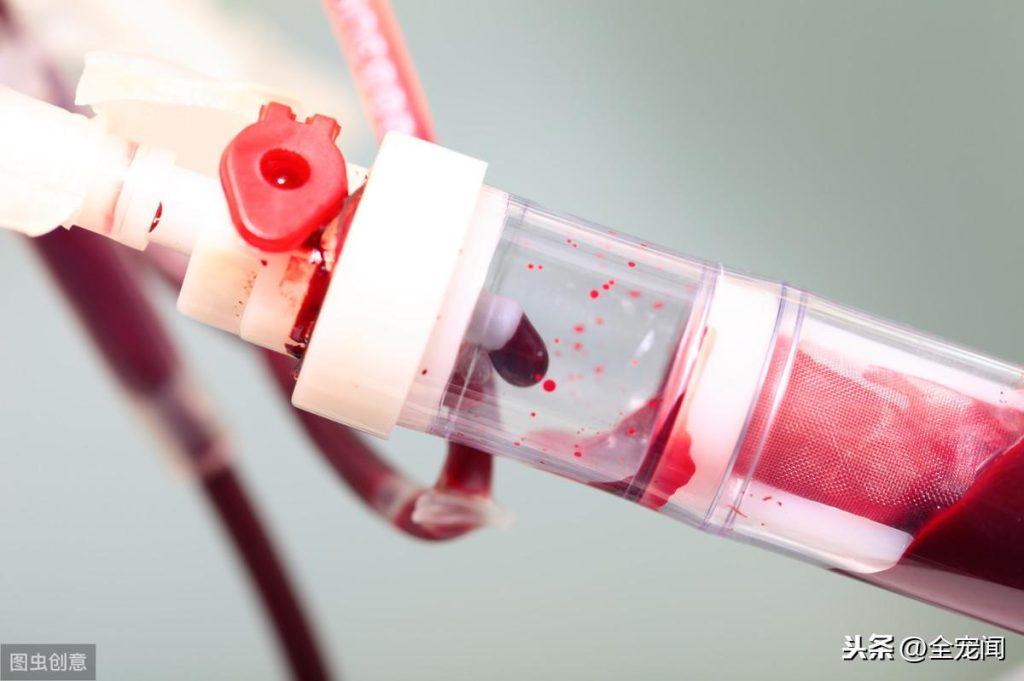 猫狗为什么会罹患贫血症?猫狗贫血症的治疗和预防(图7)