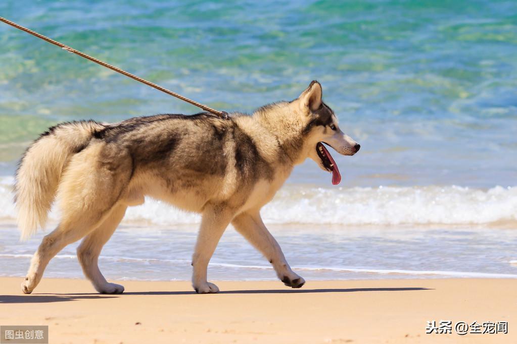 猫狗为什么会罹患贫血症?猫狗贫血症的治疗和预防(图9)