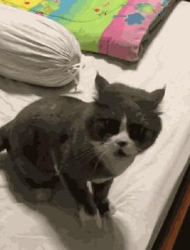 主人阻止猫在房间玩,猫的反应惹笑网友,网友:猫可能有神经病(图1)