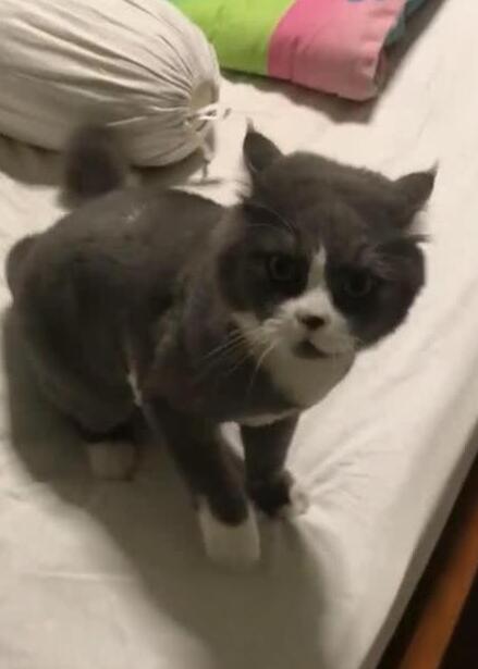 主人阻止猫在房间玩,猫的反应惹笑网友,网友:猫可能有神经病(图4)
