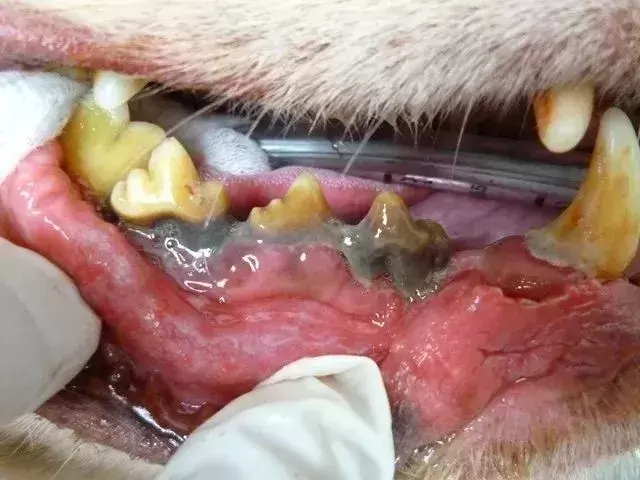 你家的狗狗有没有牙疼、牙病呢?如何防止狗狗出现牙病?(图3)