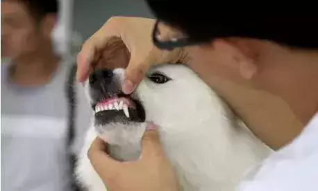 你家的狗狗有没有牙疼、牙病呢?如何防止狗狗出现牙病?(图4)