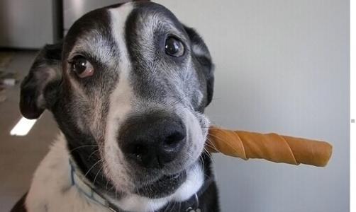 你家的狗狗有没有牙疼、牙病呢?如何防止狗狗出现牙病?(图5)