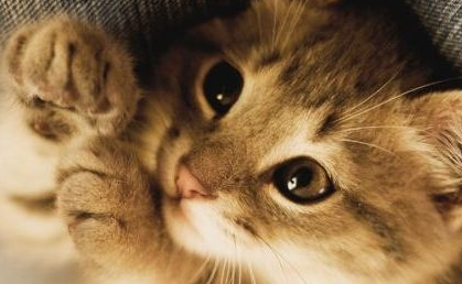 资深猫奴的几项特征,看看你中了几条?猫咪:还不快来伺候本宫!(图2)