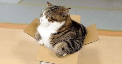 资深猫奴的几项特征,看看你中了几条?猫咪:还不快来伺候本宫!(图1)