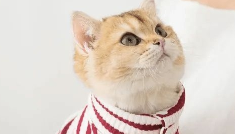 资深猫奴的几项特征,看看你中了几条?猫咪:还不快来伺候本宫!(图3)