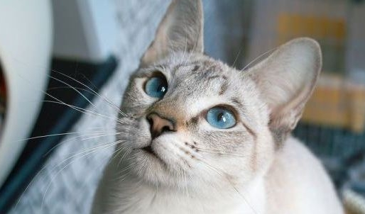 资深猫奴的几项特征,看看你中了几条?猫咪:还不快来伺候本宫!(图4)