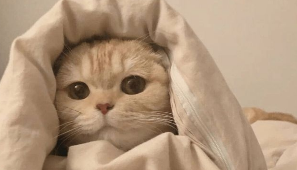 资深猫奴的几项特征,看看你中了几条?猫咪:还不快来伺候本宫!(图5)