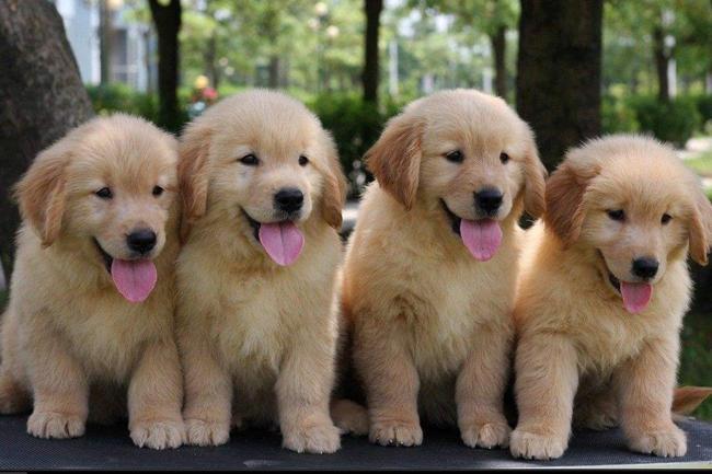 金毛狗狗出现了牙龈肿大是什么原因?金毛牙龈肿痛的可能原因(图1)