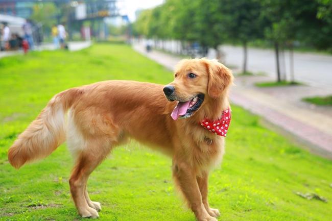 金毛狗狗出现了牙龈肿大是什么原因?金毛牙龈肿痛的可能原因(图3)