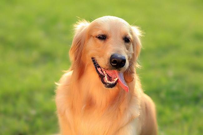 金毛狗狗出现了牙龈肿大是什么原因?金毛牙龈肿痛的可能原因(图4)