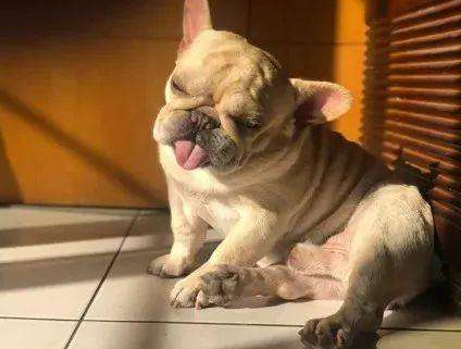 狗狗鼻子褪色,为什么会这样?狗狗鼻子会变成粉色的六个原因(图3)