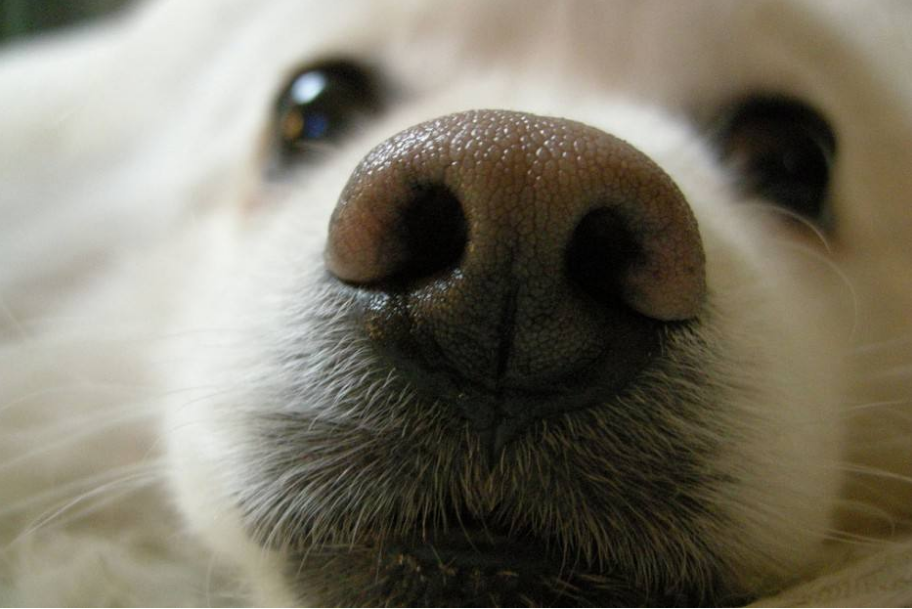 狗狗鼻子褪色,为什么会这样?狗狗鼻子会变成粉色的六个原因(图1)