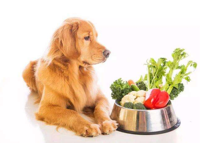 狗狗鼻子褪色,为什么会这样?狗狗鼻子会变成粉色的六个原因(图4)