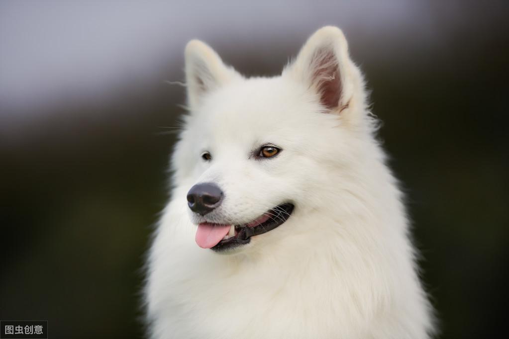 萨摩耶的鼻子红肿发炎怎么办?来看看网友们是怎么给建议的(图4)