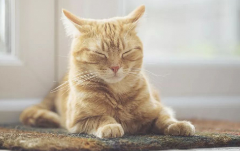 猫咪安乐死实属无奈(图1)