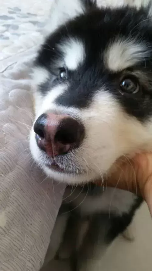 狗狗鼻头变红是什么原因造成的?可以怎么解决呢?(图2)