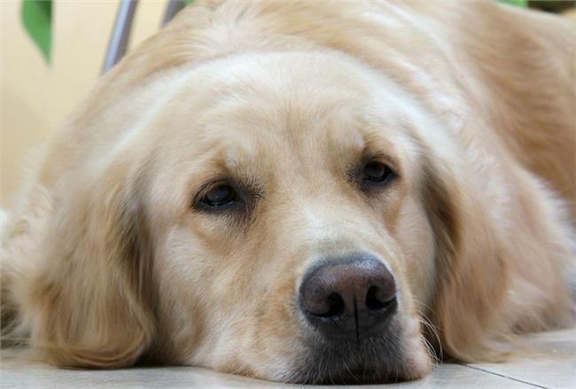 狗狗的鼻子掉毛是怎么回事?狗狗鼻子掉毛的几个原因(图1)