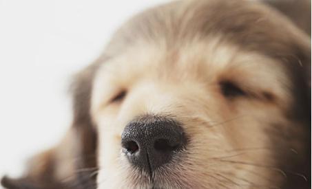 狗狗的鼻子掉毛是怎么回事?狗狗鼻子掉毛的几个原因(图2)