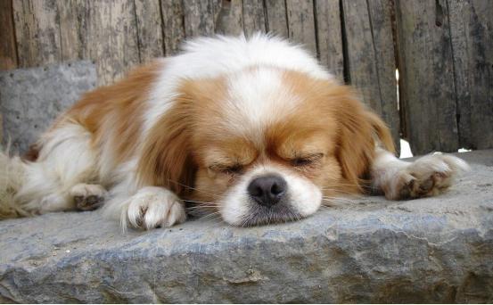 狗狗的鼻子掉毛是怎么回事?狗狗鼻子掉毛的几个原因(图4)