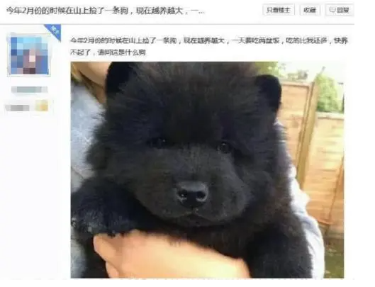 白橘猫听话吗 | 网友养了一只橘白猫:本想着乖巧懂事,然而没有对比就没有伤害(图1)