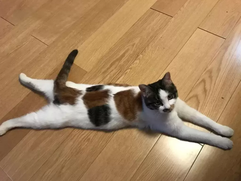 夏天你们都是怎么给猫咪降温的?了解这些正确的散热方法(图1)