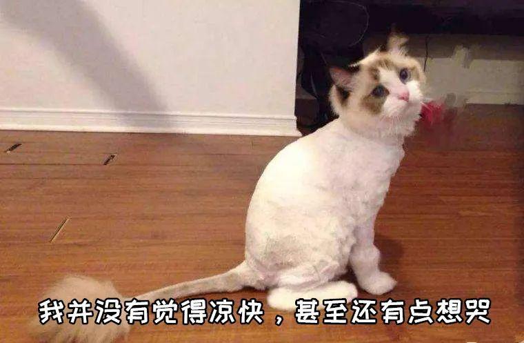 夏天你们都是怎么给猫咪降温的?了解这些正确的散热方法(图3)