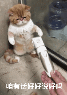 夏天你们都是怎么给猫咪降温的?了解这些正确的散热方法(图4)