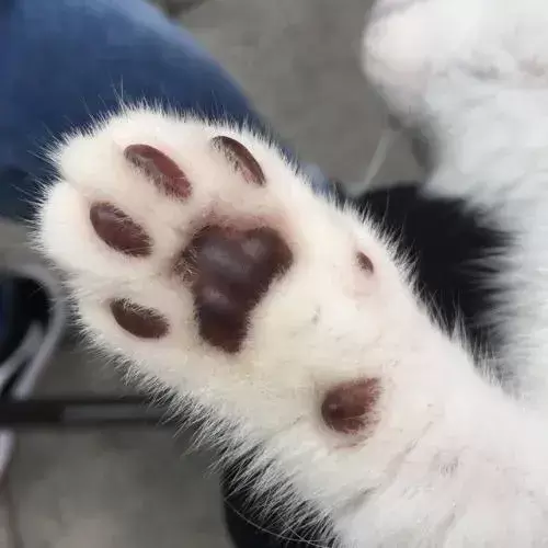 夏天你们都是怎么给猫咪降温的?了解这些正确的散热方法(图8)