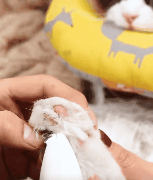 夏天你们都是怎么给猫咪降温的?了解这些正确的散热方法(图9)