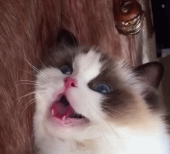 夏天你们都是怎么给猫咪降温的?了解这些正确的散热方法(图11)