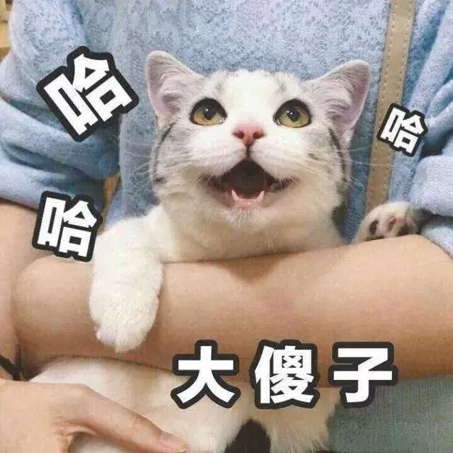 夏天你们都是怎么给猫咪降温的?了解这些正确的散热方法(图12)