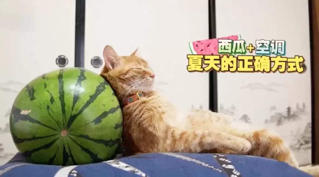夏天你们都是怎么给猫咪降温的?了解这些正确的散热方法(图14)