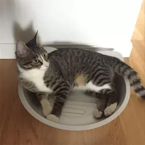 夏天你们都是怎么给猫咪降温的?了解这些正确的散热方法(图16)