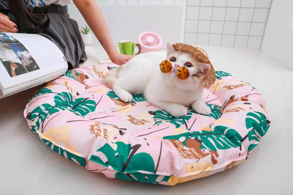 夏天你们都是怎么给猫咪降温的?了解这些正确的散热方法(图15)