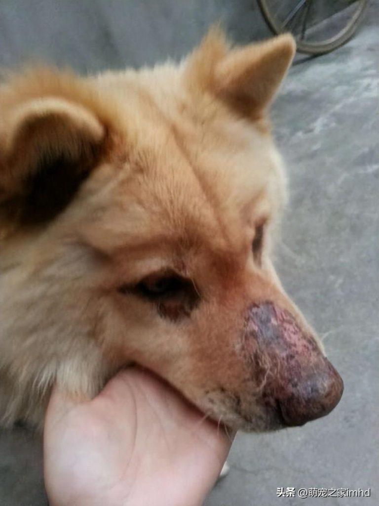 狗狗鼻子掉毛怎么办?如何处理狗狗鼻子周围的毛发脱落的问题?(图3)