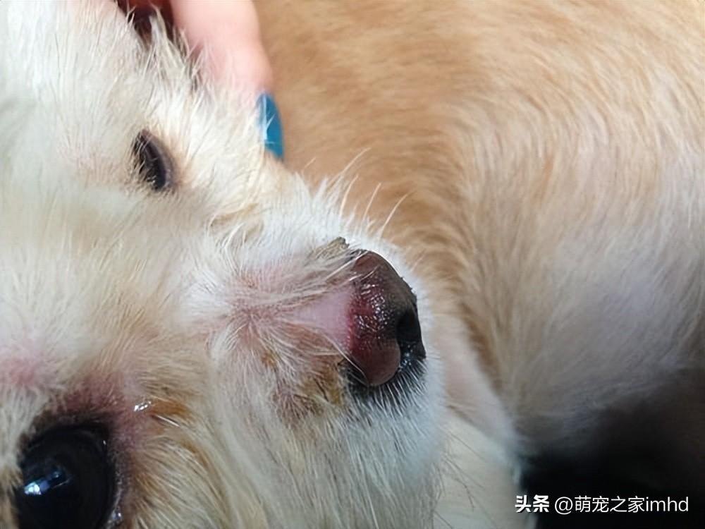 狗狗鼻子掉毛怎么办?如何处理狗狗鼻子周围的毛发脱落的问题?(图2)