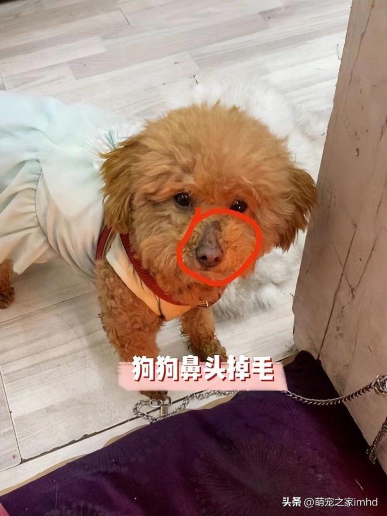 狗狗鼻子掉毛怎么办?如何处理狗狗鼻子周围的毛发脱落的问题?(图1)