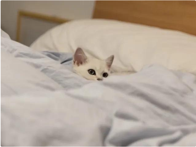 人去世后为何不能让猫靠近尸体,这不是迷信,背后有科学依据(图1)