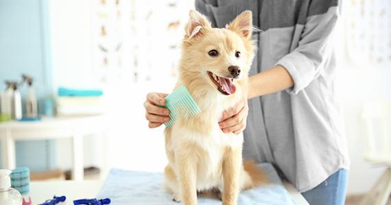 给狗狗洗澡有哪些需要知道并注意的?5点给狗狗洗澡的注意事项(图6)